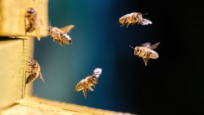 Honeybee Relocation