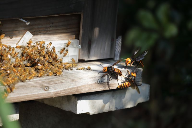 Honeybee Relocation