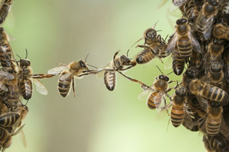 Health And Safety Risks Associated With Bee Infestations