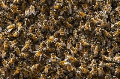 Honeybee Relocation Costs — Cost of Honeybee Relocation