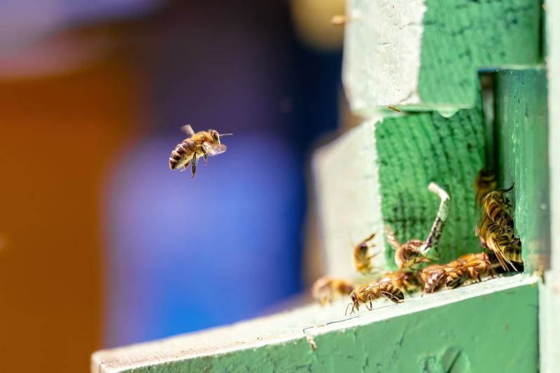 Honeybee Relocation Costs — Cost of Honeybee Relocation