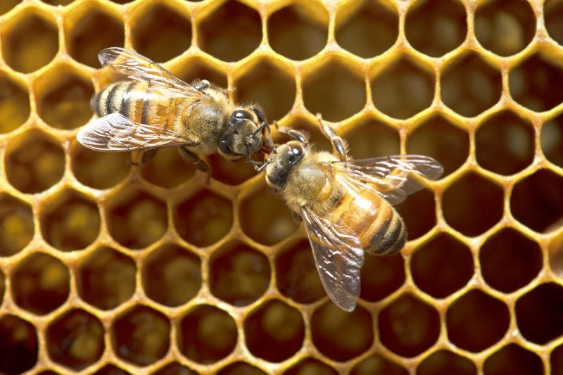 Honeybee Relocation