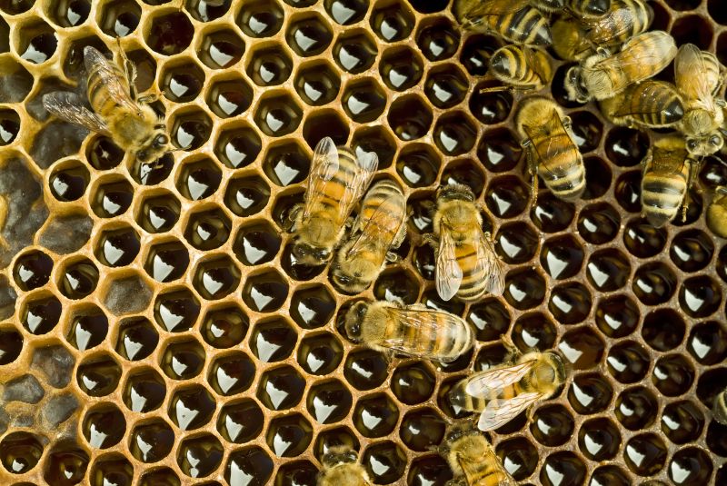 Completed Honeybee Relocations