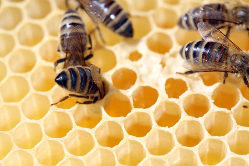 Beekeepers Preparing for Relocation