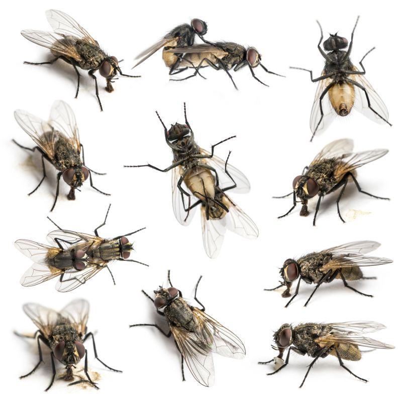 Fly Infestations