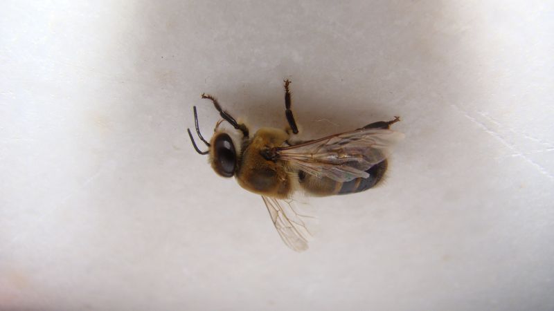 Seasonal Bee Activity And The Best Time For Removal