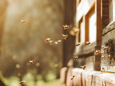 Seasonal Bee Activity And The Best Time For Removal