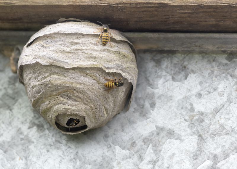 Signs You Have Bees Nesting In Your Home Or Building