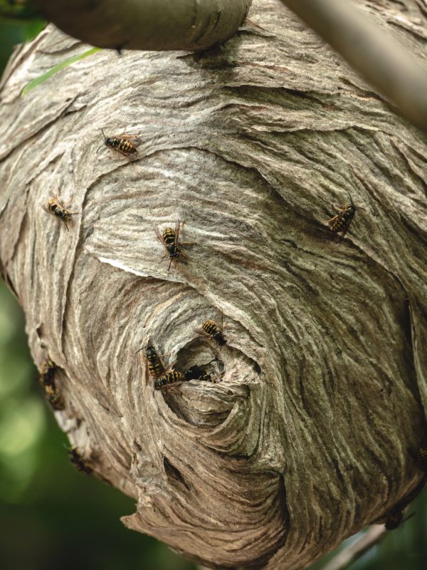 Signs You Have Bees Nesting In Your Home Or Building