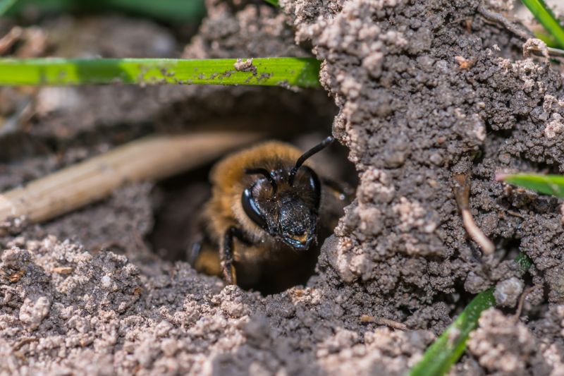 Signs You Have Bees Nesting In Your Home Or Building
