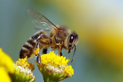 Continue Bee Pollination!