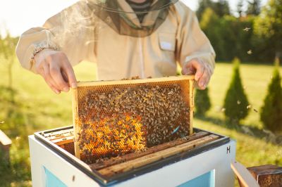 Get Bees Relocated!