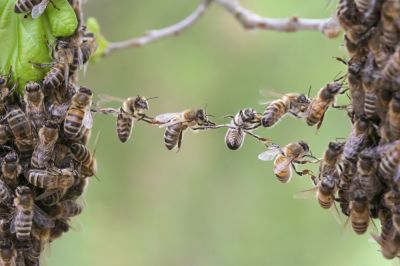 Remove Bees Where They Are Not Wanted!